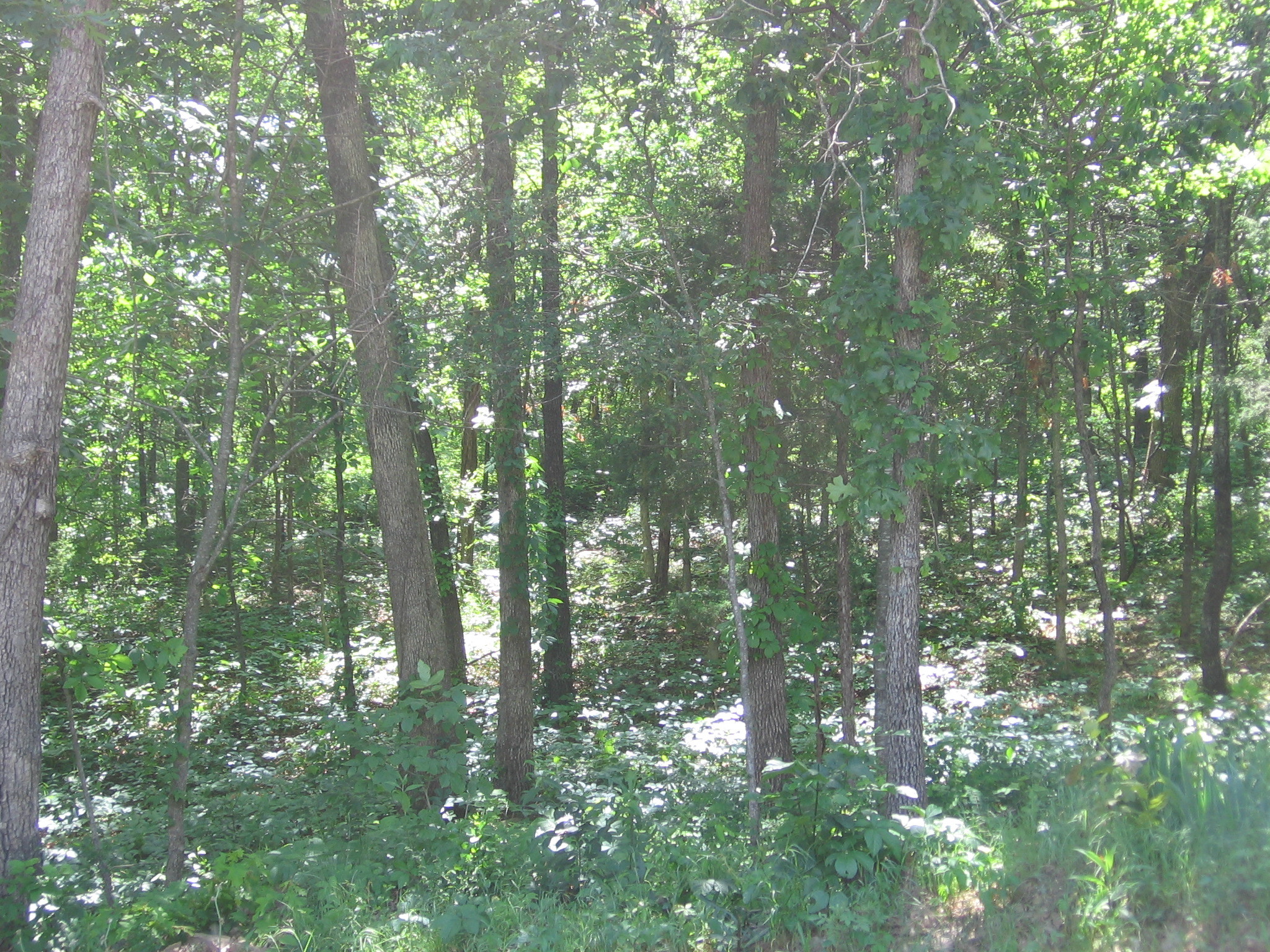 Click picture to ZOOM